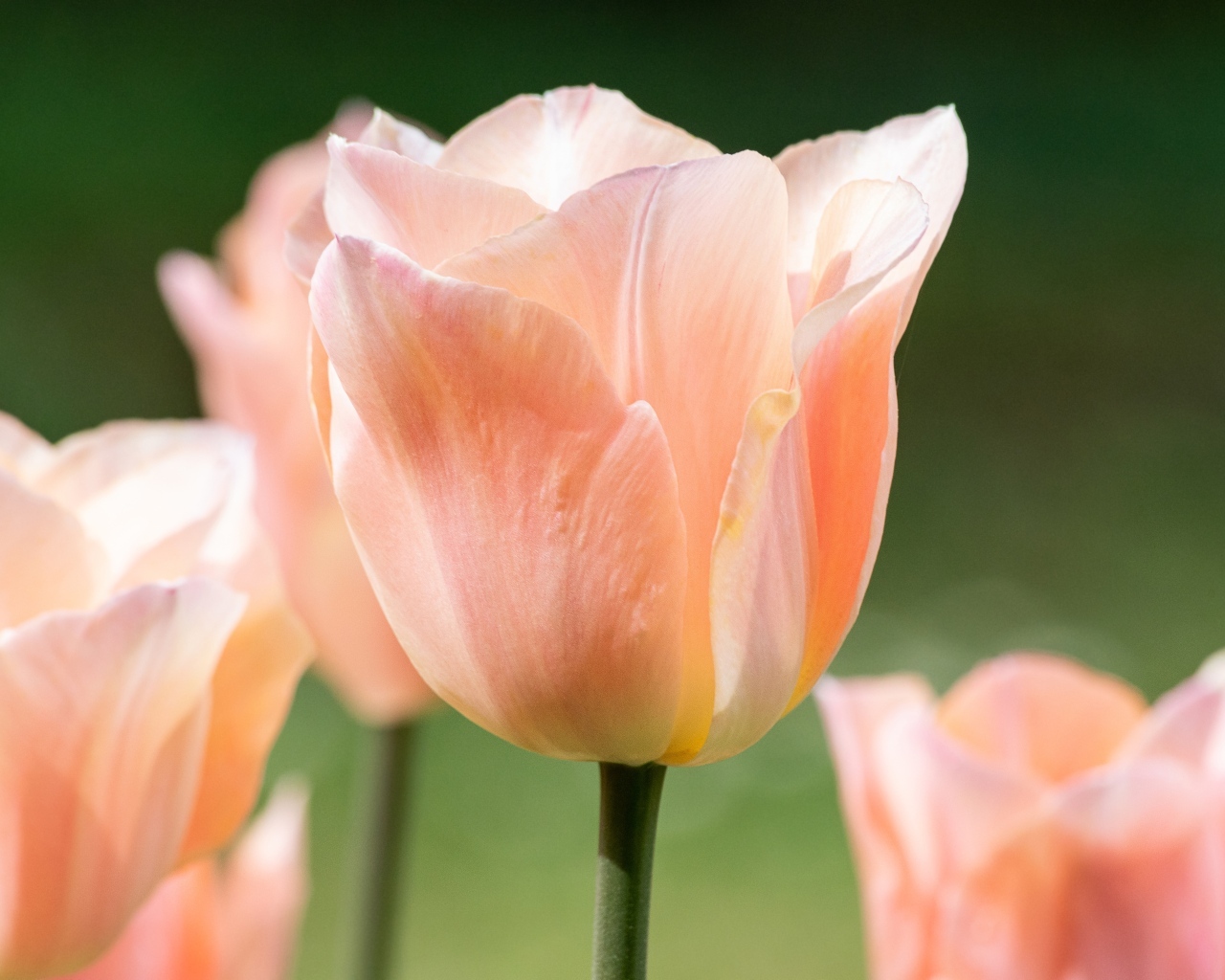 Розовый цветок тюльпана цветет весной