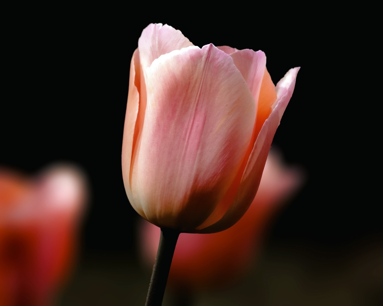 Розовый тюльпан на черном фоне крупным планом