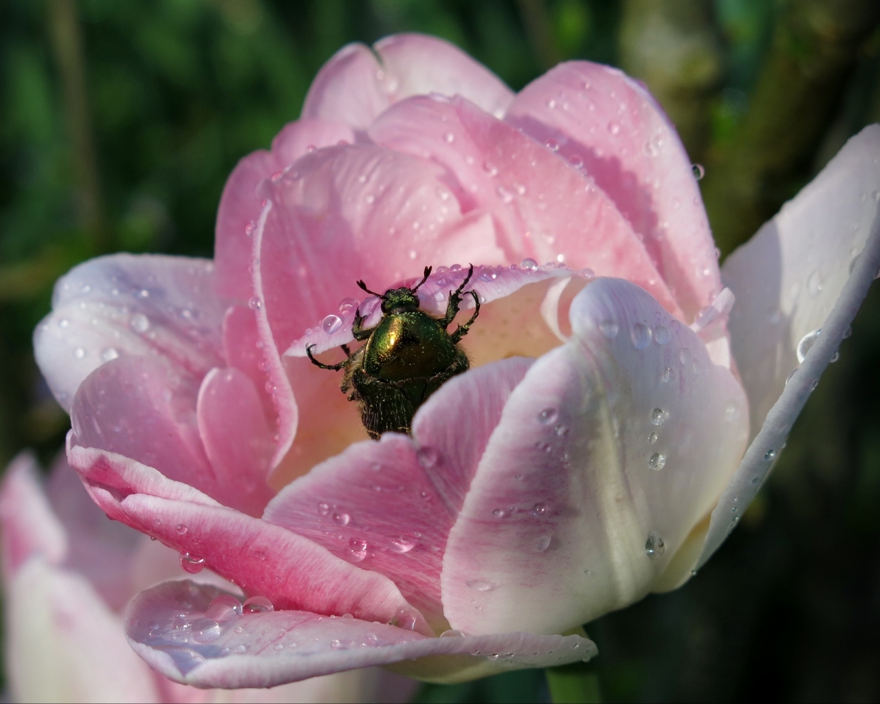 Розовый тюльпан с зеленым жуком в каплях росы