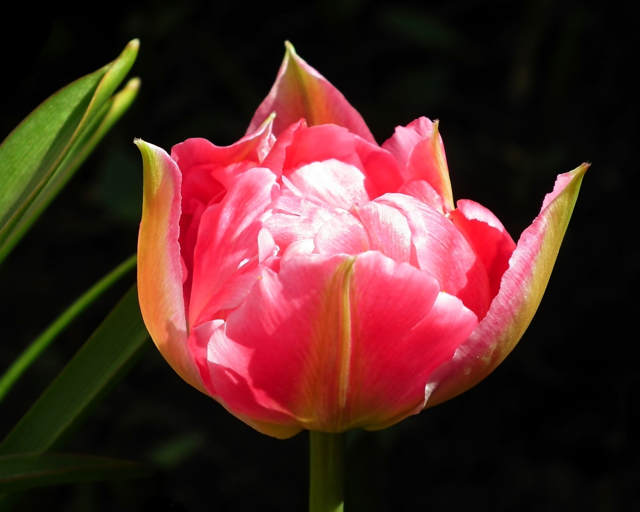 Розовый тюльпан с зелеными листьями на черном фоне