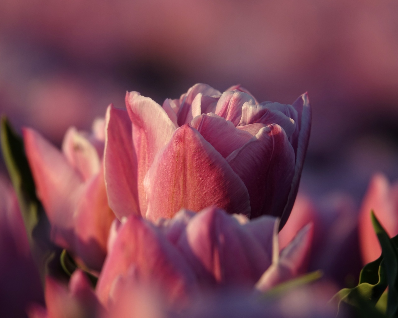 Розовые тюльпаны на клумбе в лучах солнца