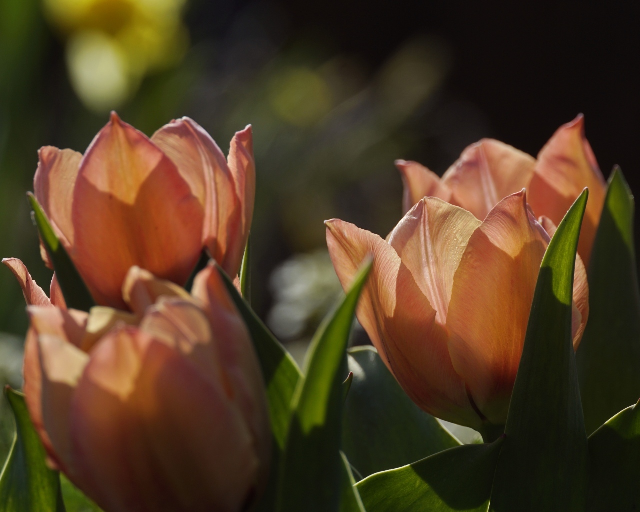 Розовые тюльпаны в лучах солнца на клумбе