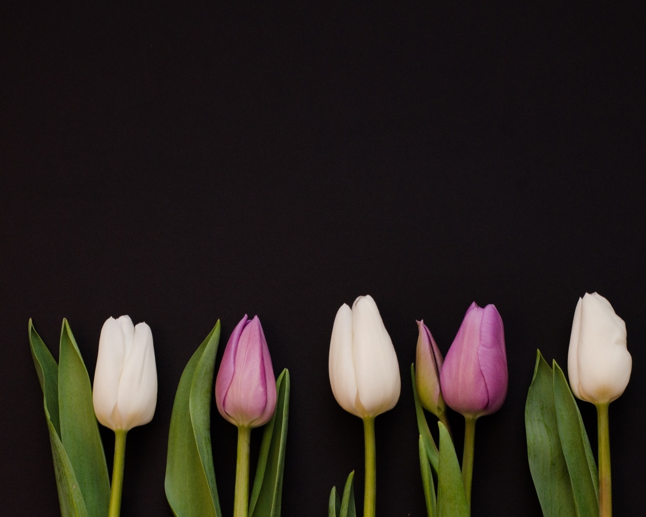Розовые тюльпаны на черном фоне