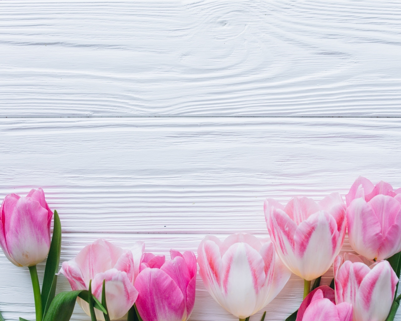 Розовые тюльпаны на белом деревянном фоне
