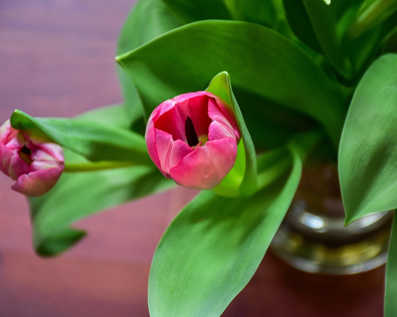 Розовые тюльпаны с зелеными листьями в вазе на столе