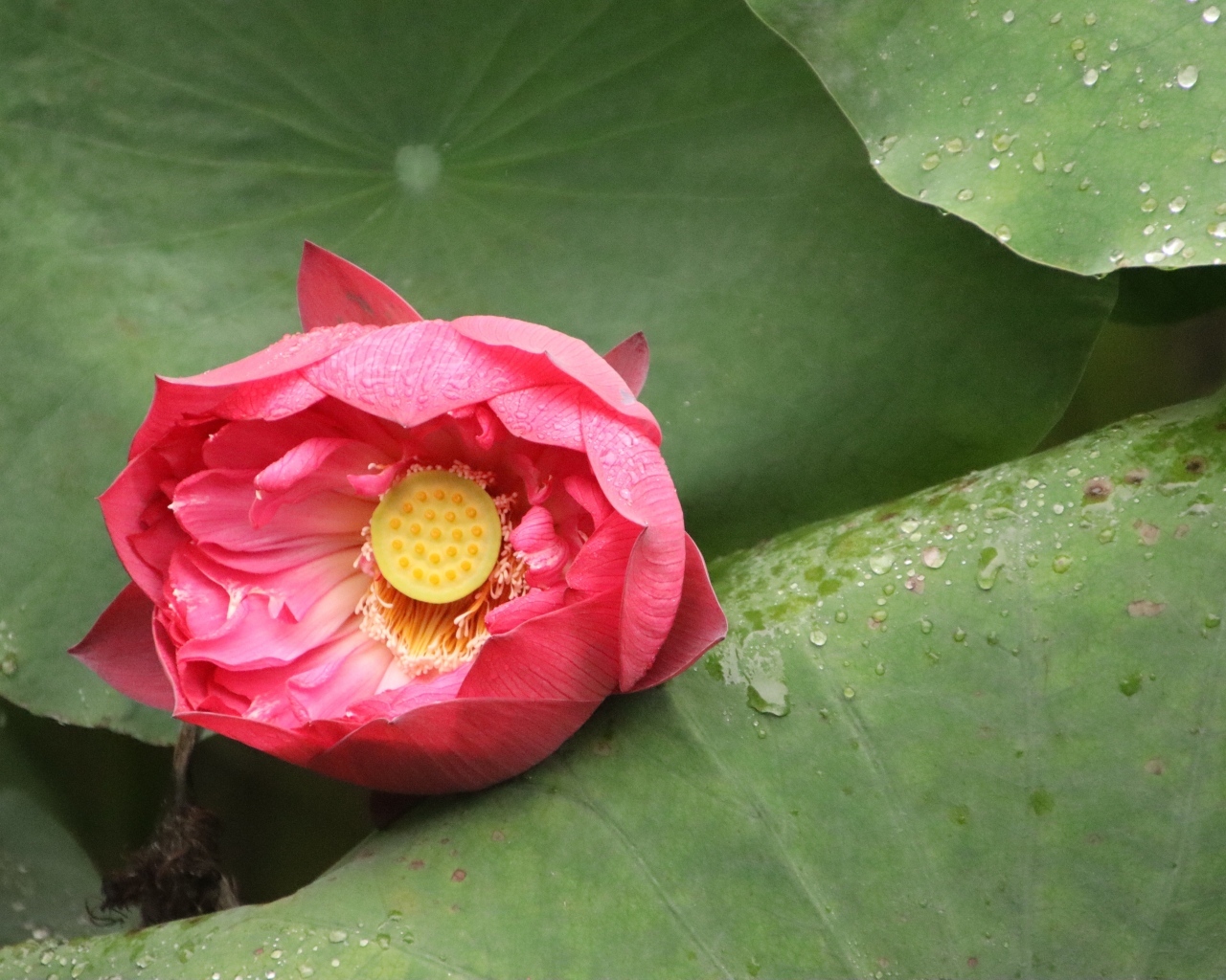 Розовый нераспустившийся цветок лотоса в листьях