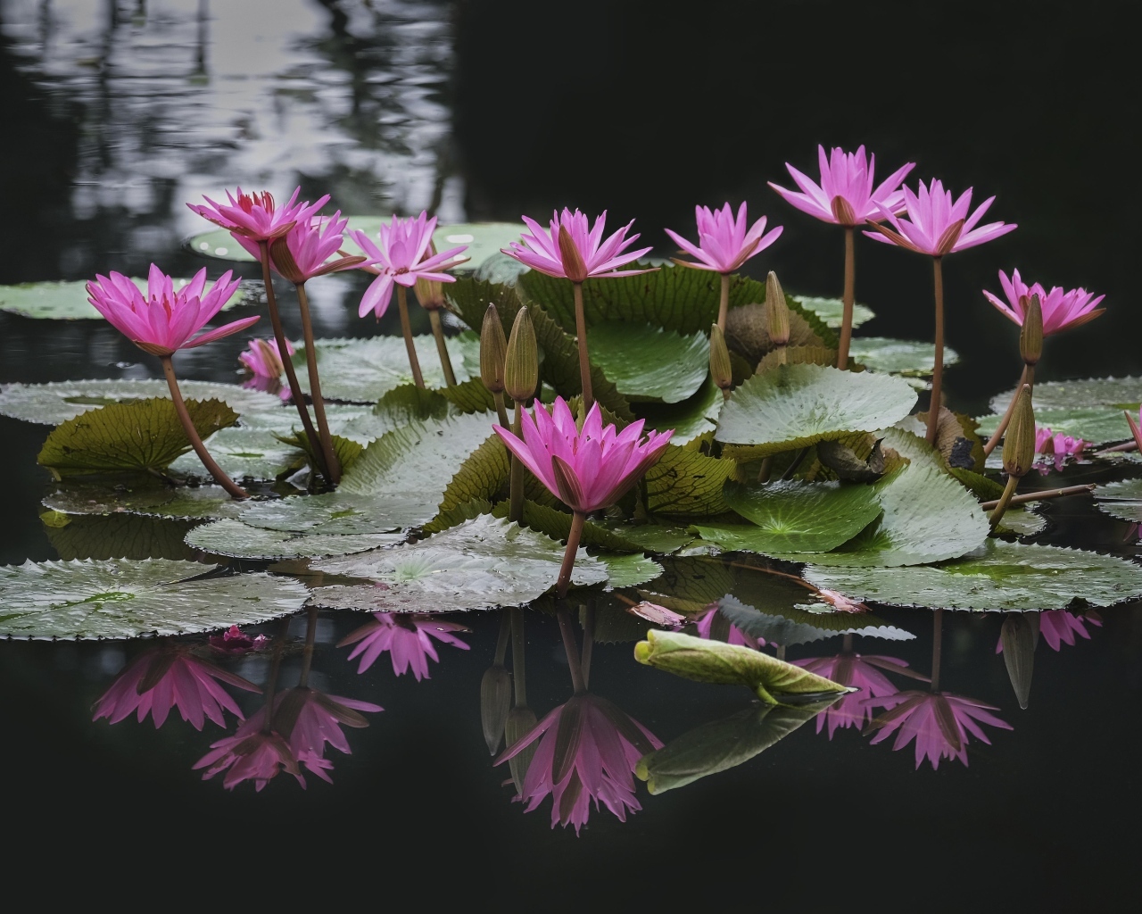 Розовые водяные лилии с зелеными листьями в пруду