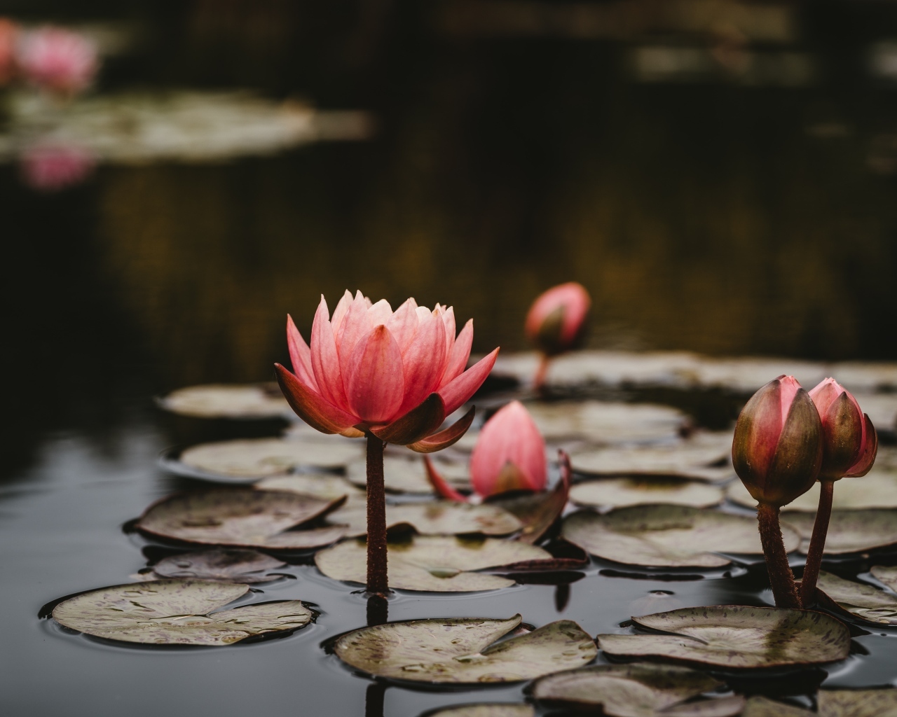 Розовые цветы водяной лилии с бутонами в пруду