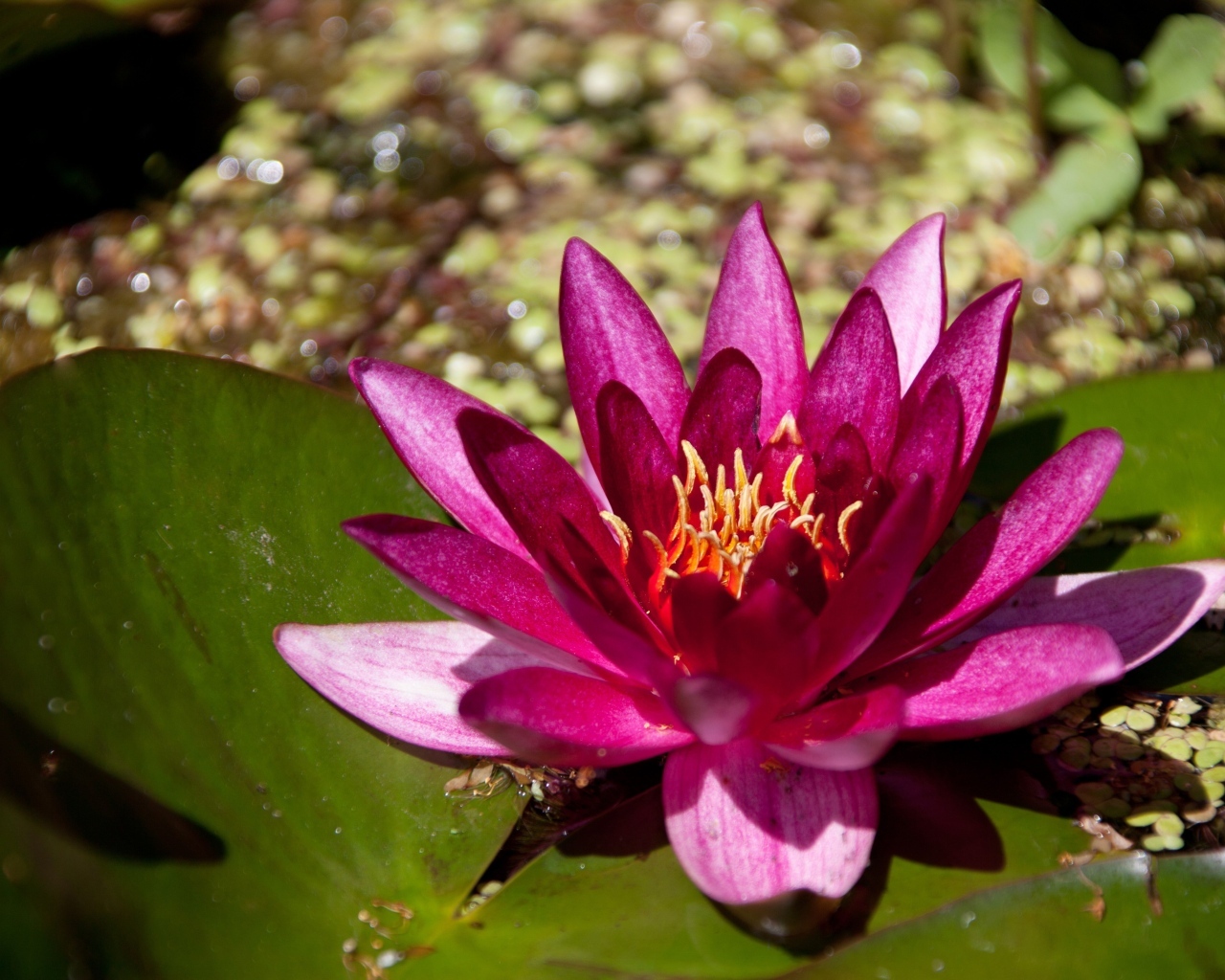 Розовая водяная лилия в пруду с большими листьями