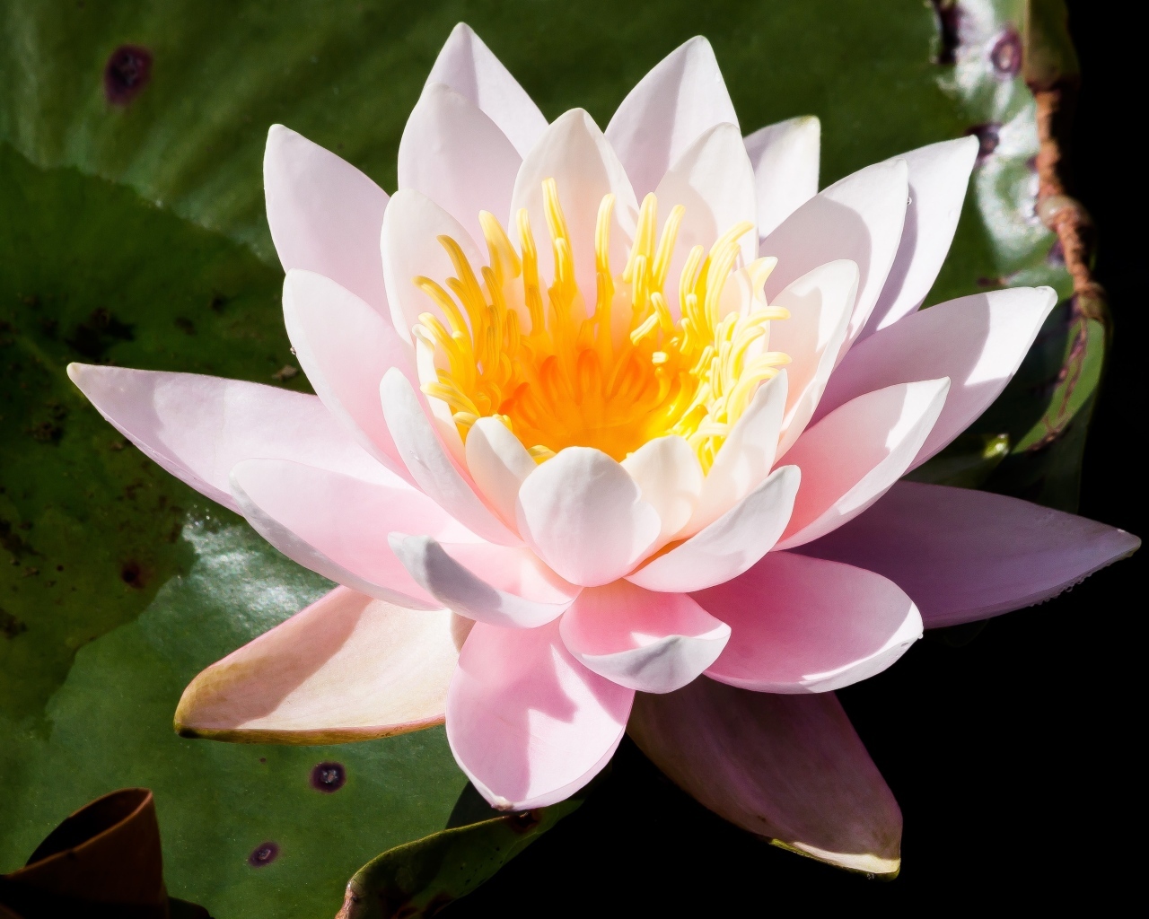 Розовая кувшинка в озере крупным планом