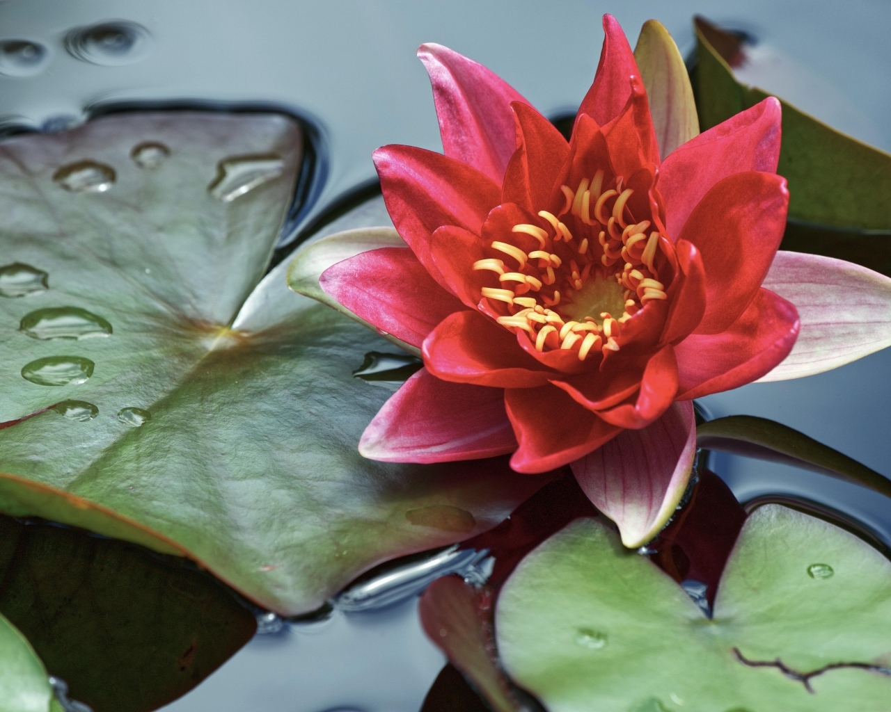 Розовая водяная лилия с большими зелеными листьями в воде