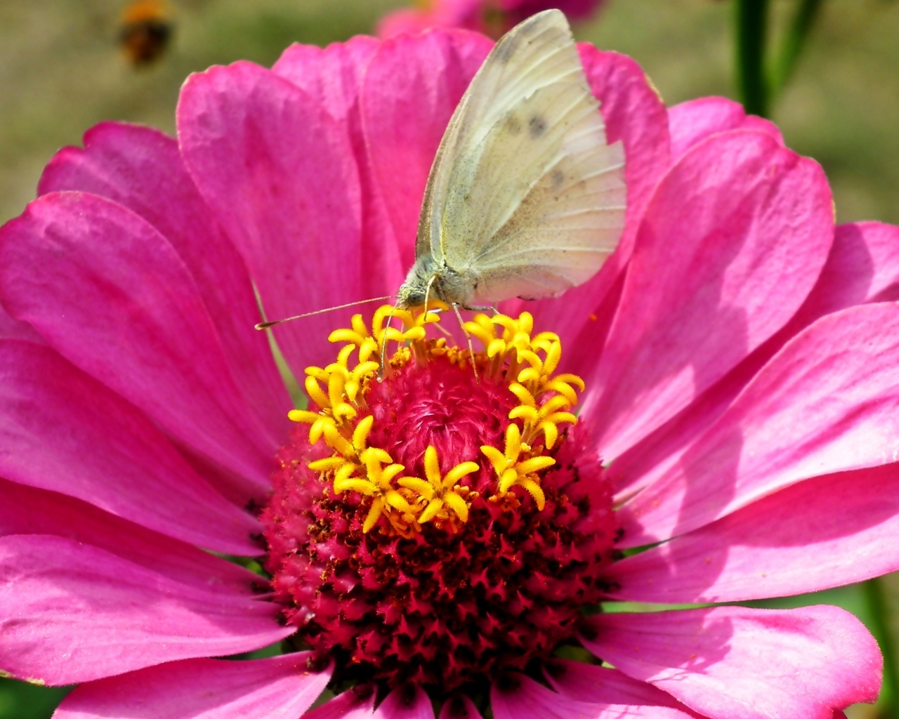 Розовый цветок циннии с бабочкой