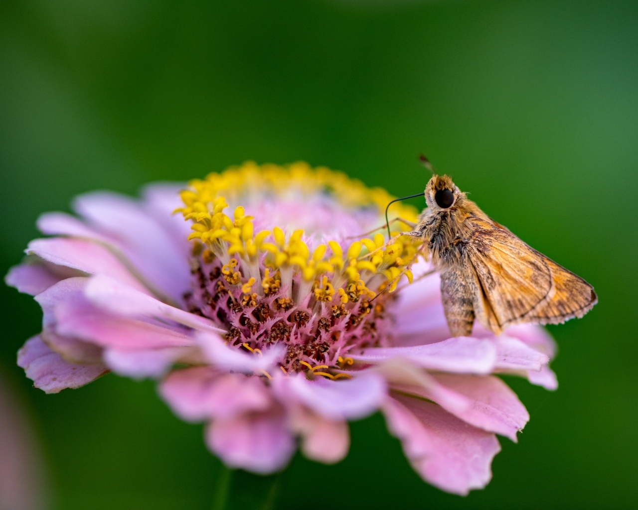 Розовый цветок циннии с насекомым