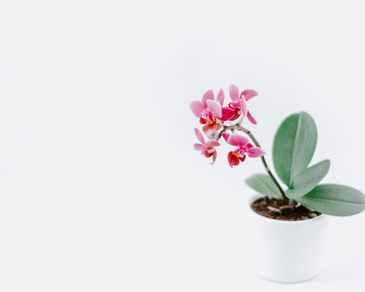Горшок с розовыми цветами орхидеи на сером фоне