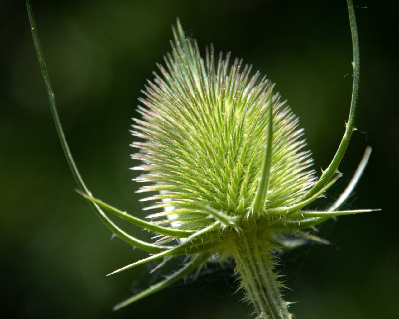 Колючий цветок ворсянка крупным планом