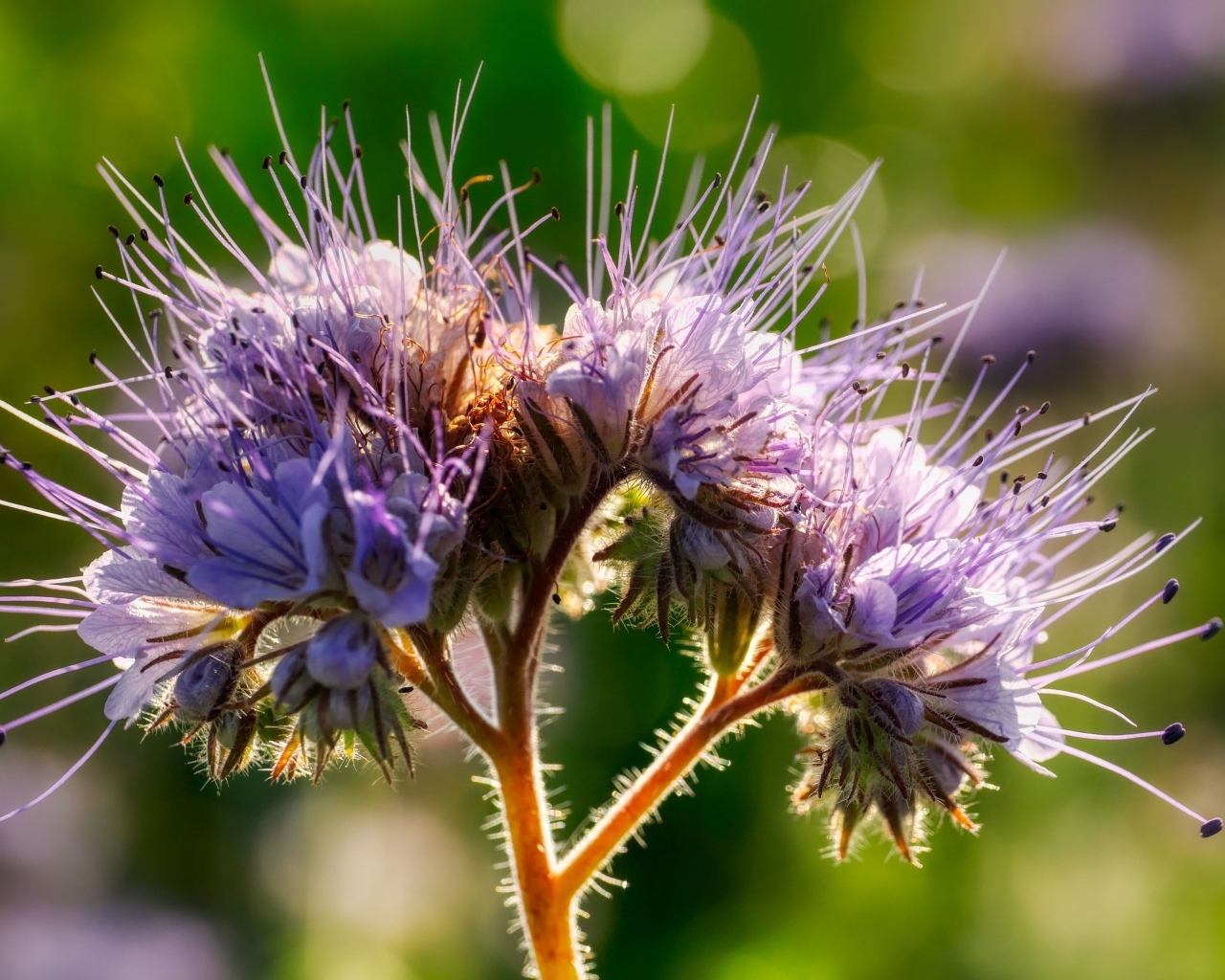 Фиолетовый цветок Фацелия крупным