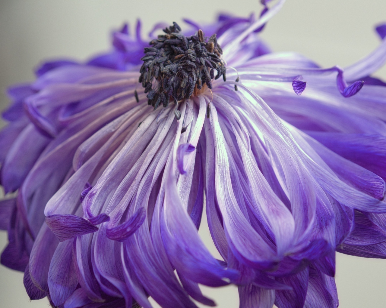 Фиолетовый цветок анемоны крупным планом