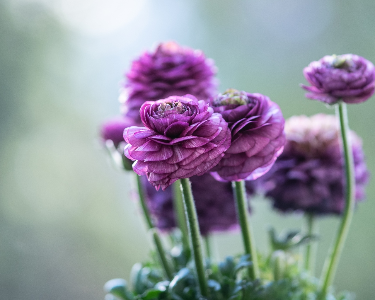 Фиолетовые лютики крупным планом