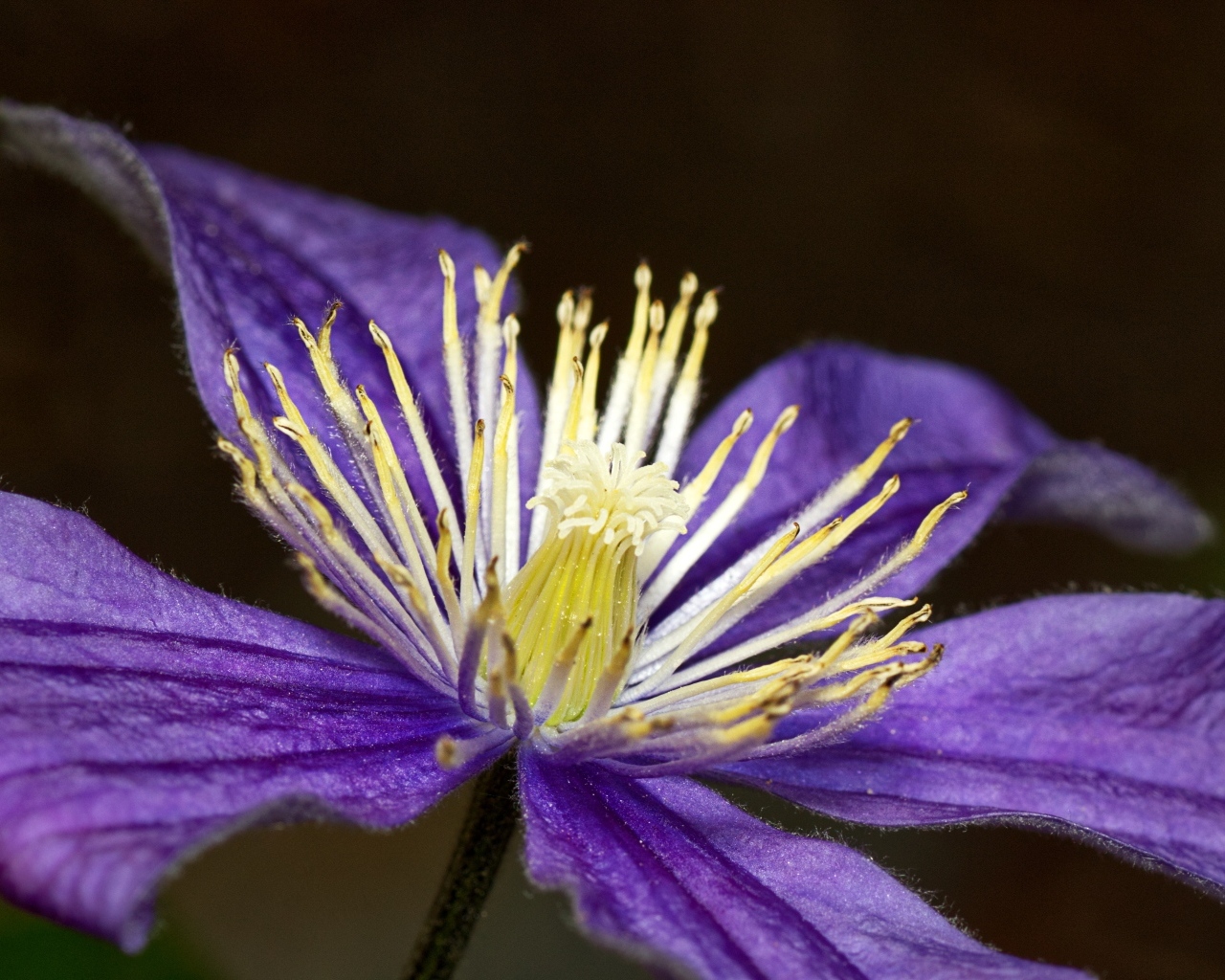 Фиолетовый цветок клематиса крупным планом