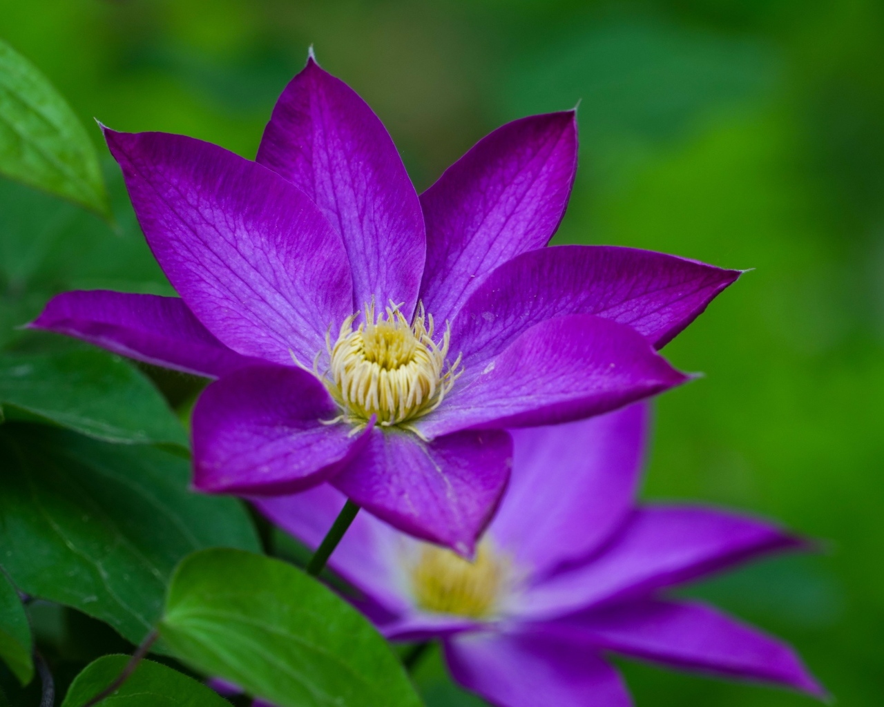 Фиолетовый цветок клематиса крупным планом