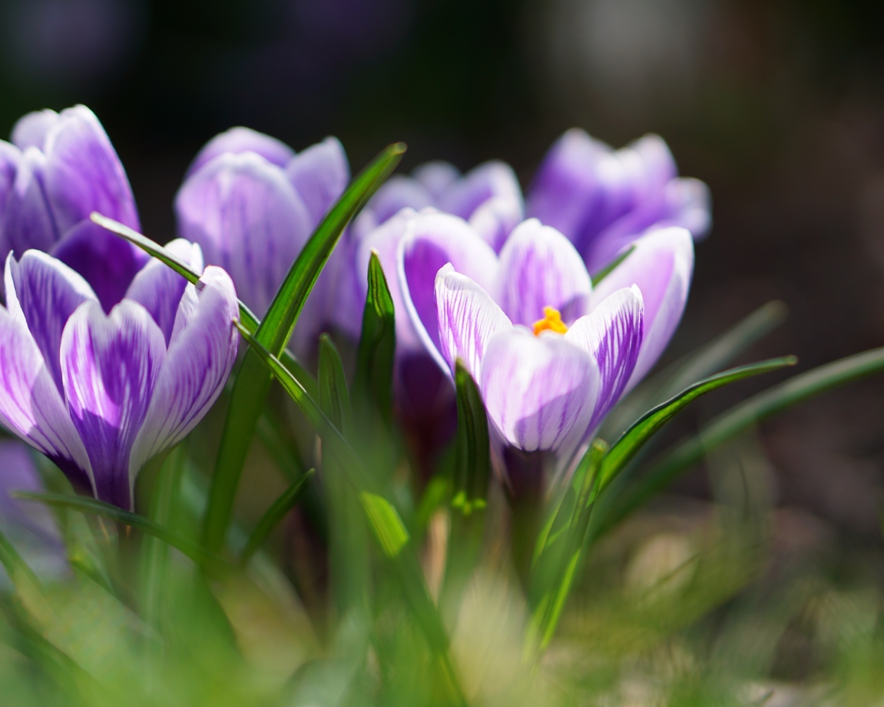 Фиолетовые цветы крокуса  в зеленой листве