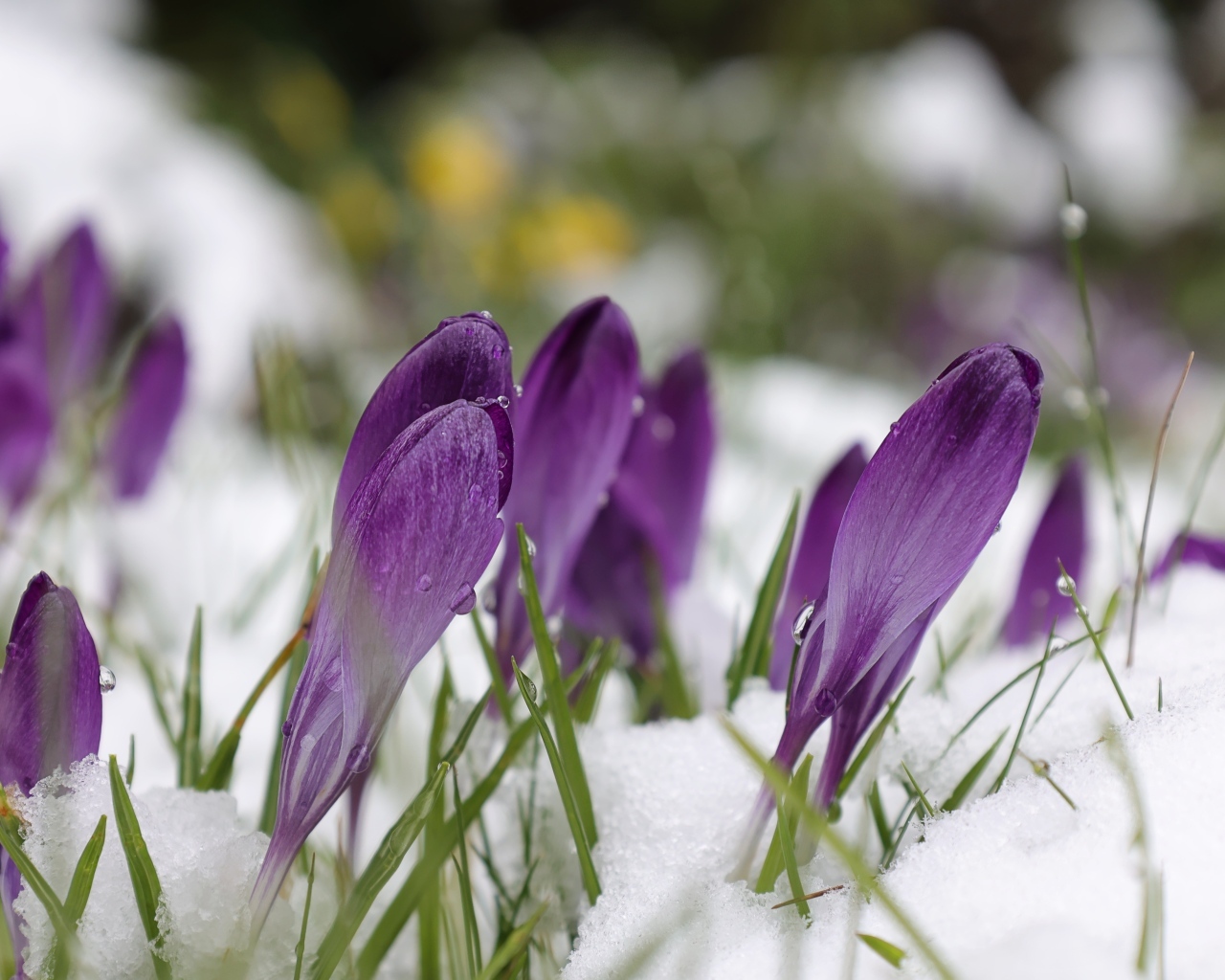 Фиолетовые крокусы в белом холодном снегу весной