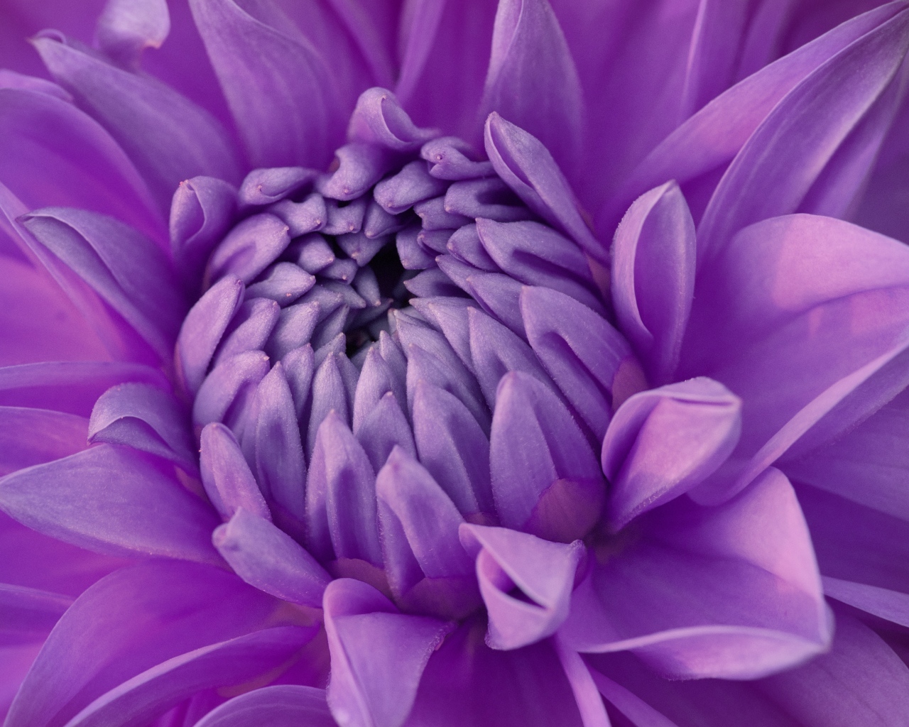 Фиолетовый цветок георгина крупным планом