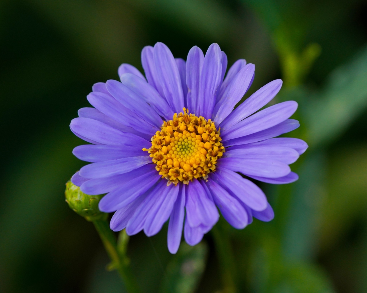 Фиолетовый цветок садовой астры