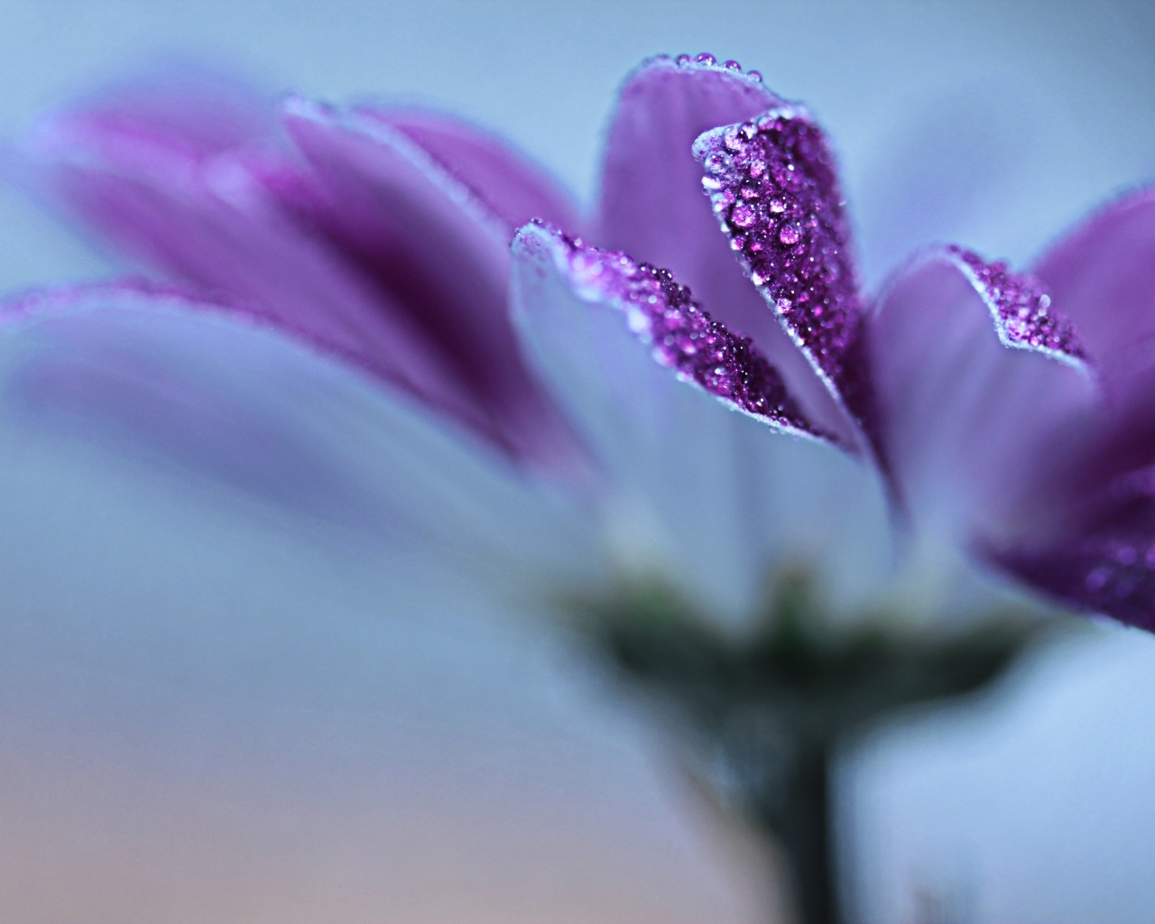 Лепестки фиолетовой герберы в каплях росы