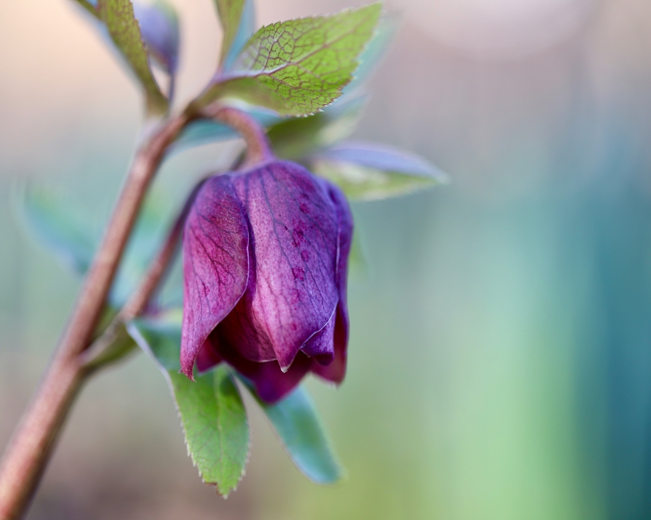 Фиолетовый цветок морозника крупным планом