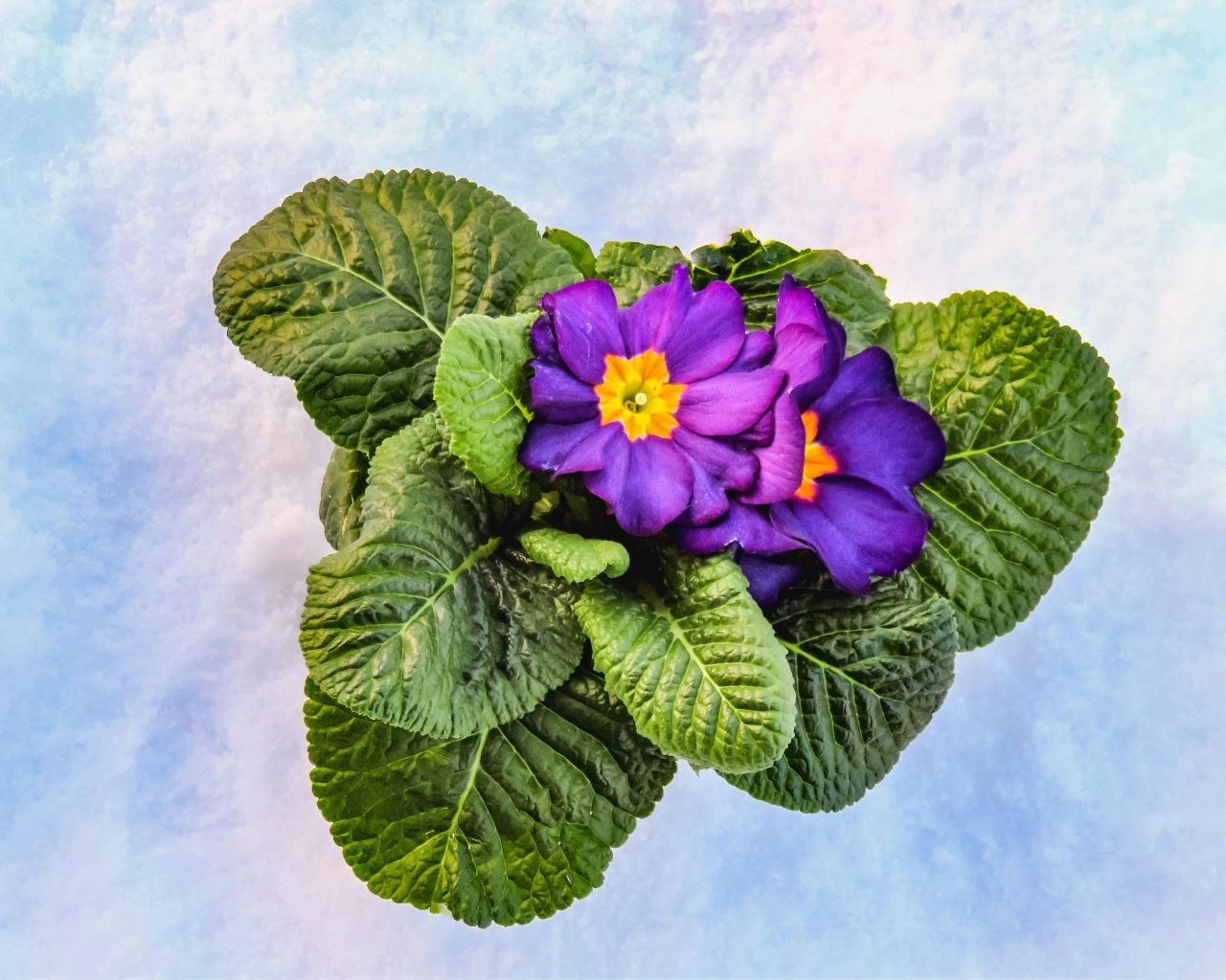 Фиолетовый комнатный цветок примула с зелеными листьями