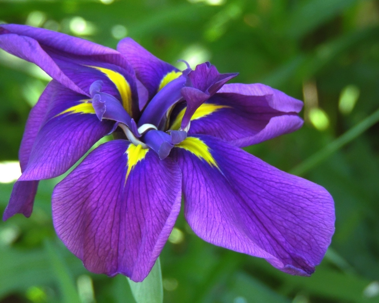 Фиолетовый цветок ириса крупным планом