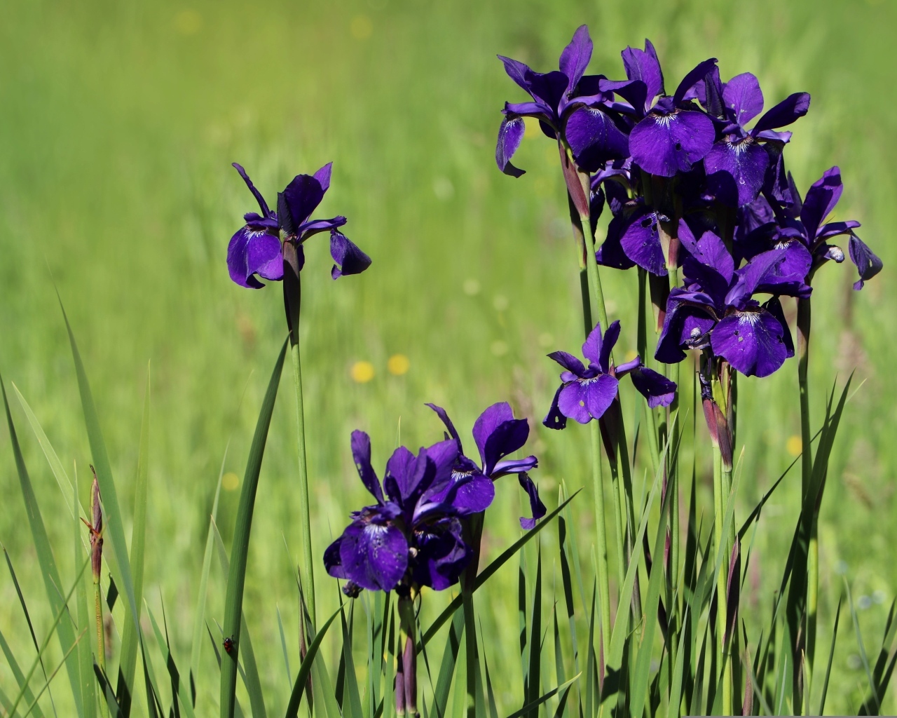 Фиолетовые цветы ириса на поле