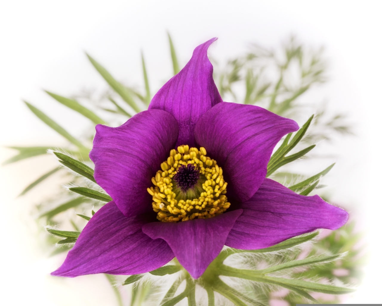 Фиолетовый цветок прострела на белом фоне