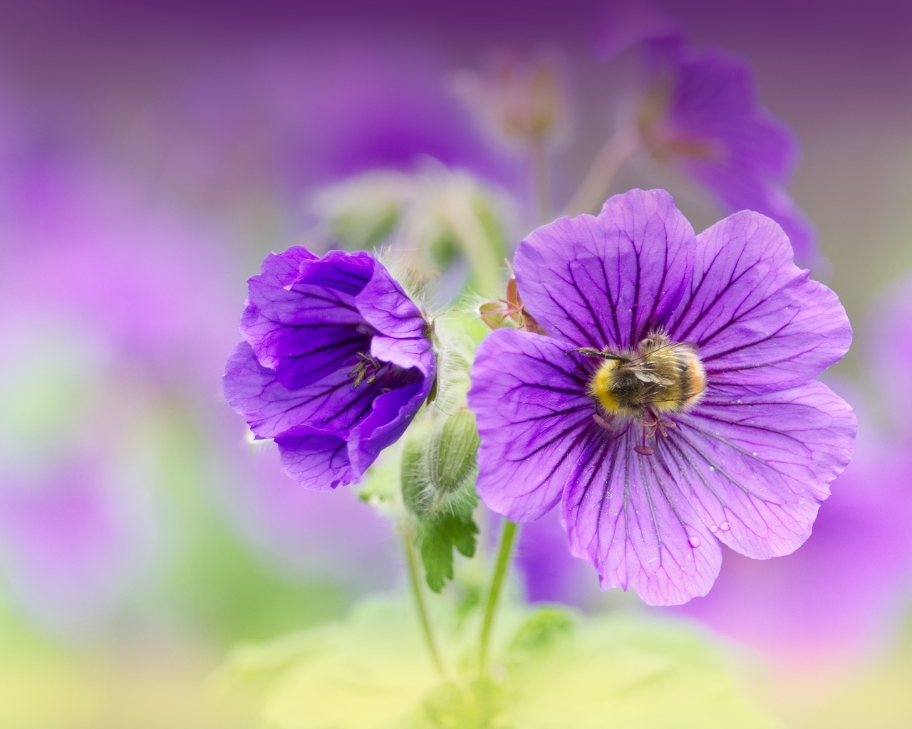 Фиолетовые цветы мальвы вблизи