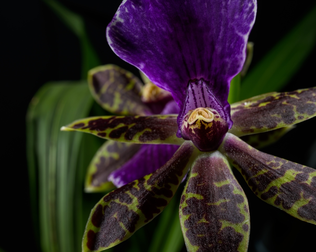 Фиолетовая орхидея на черном фоне