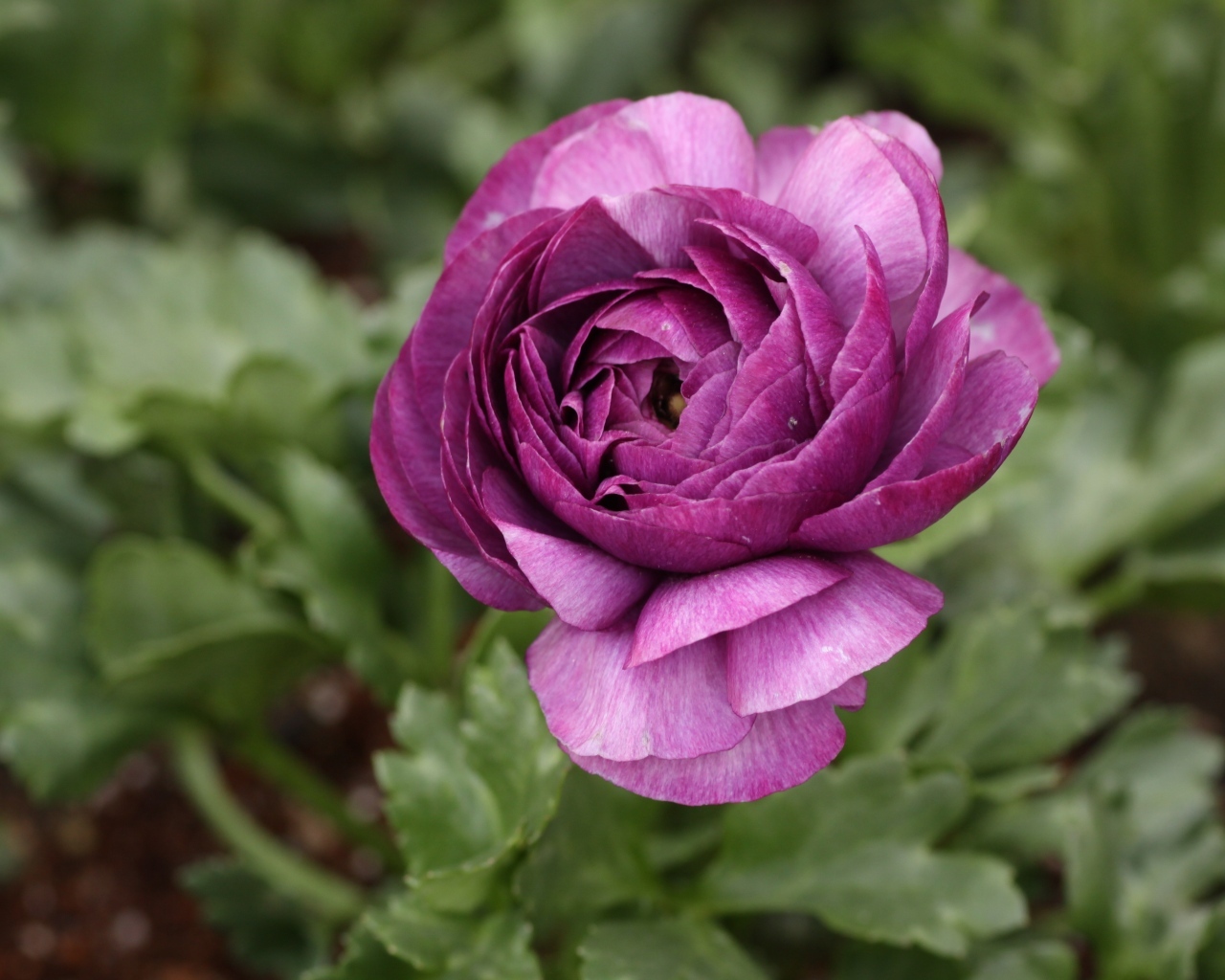 Фиолетовый цветок лютика крупным планом