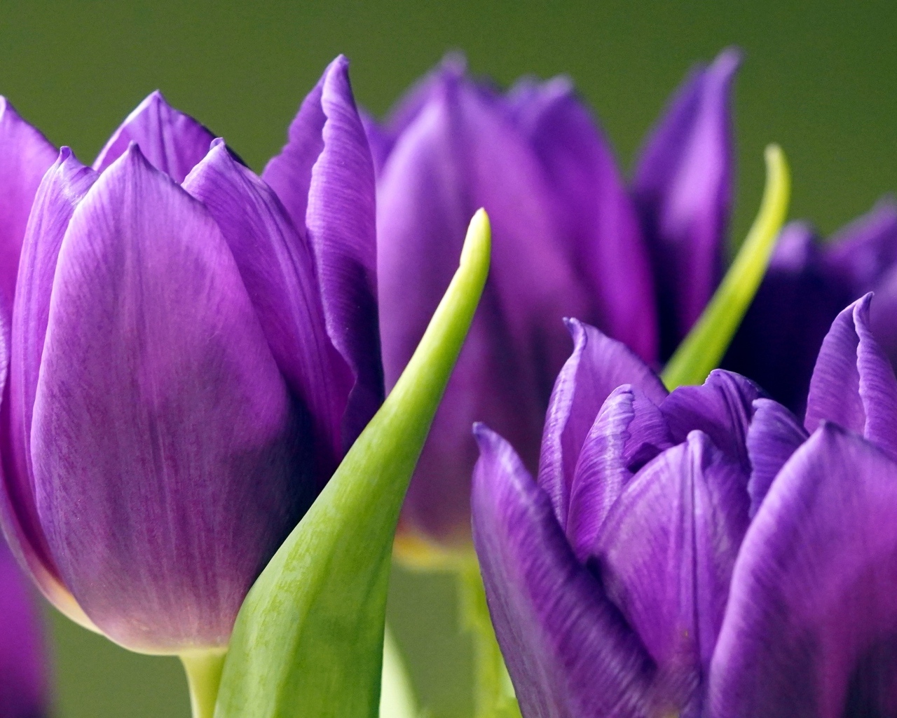 Фиолетовые тюльпаны крупным планом