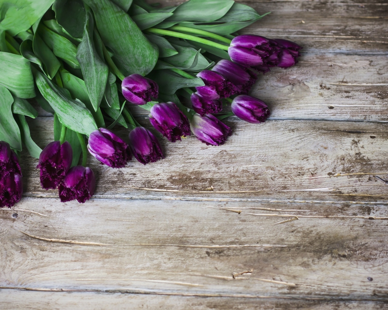 Фиолетовые тюльпаны на деревянном фоне