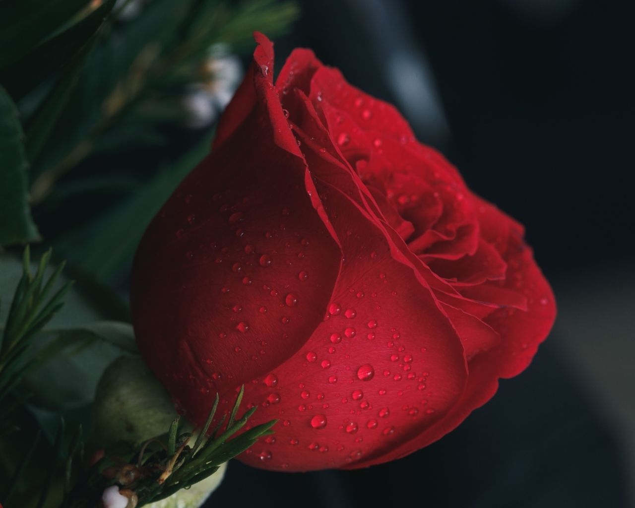 Красная английская роза в каплях росы