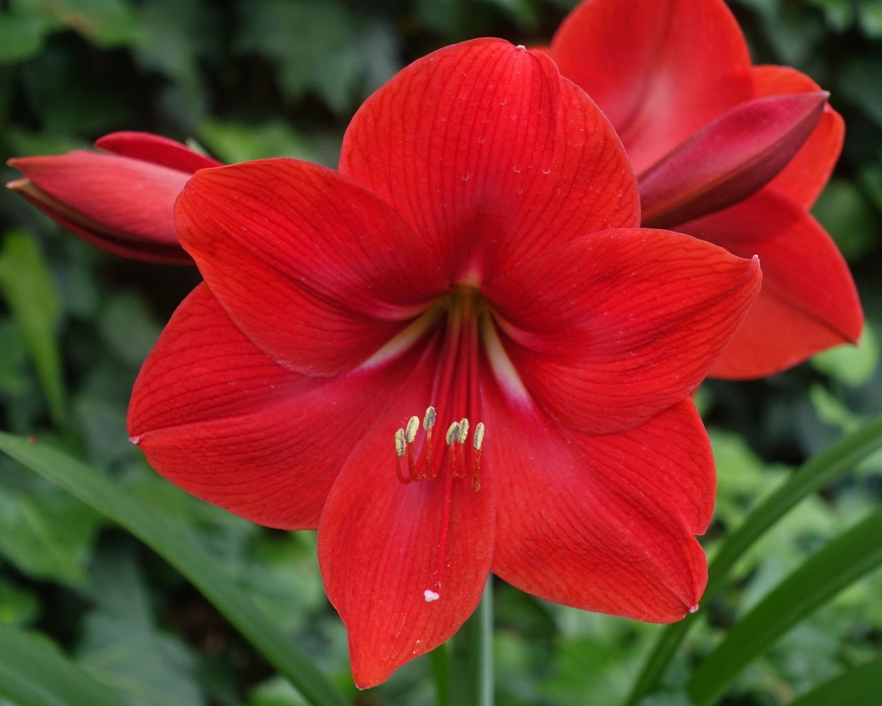 Красный цветок амариллис крупным планом