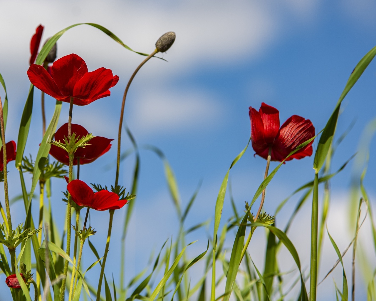 Красные цветы анемоны на поле под голубым небом