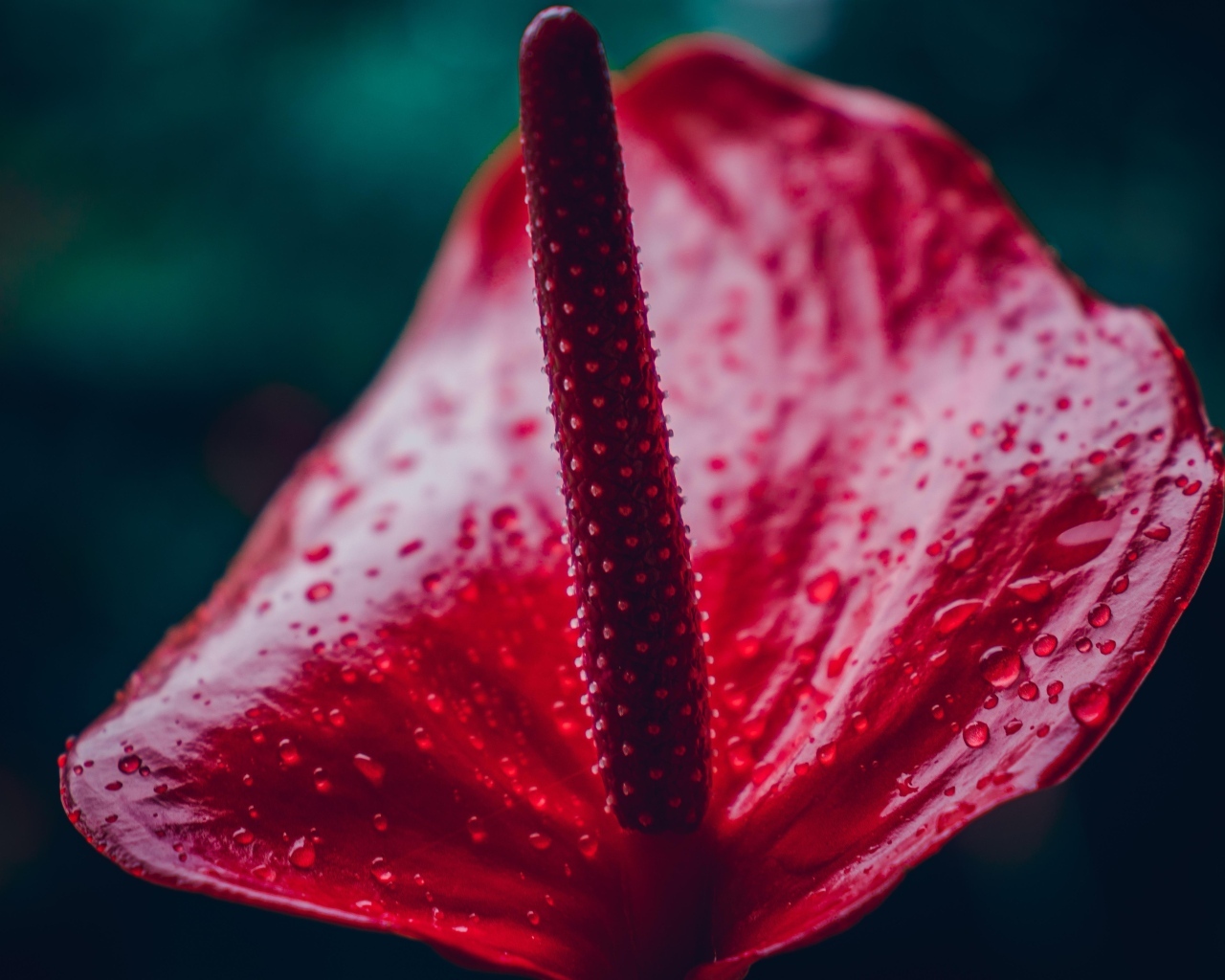 Красный цветок антуриум крупным планом