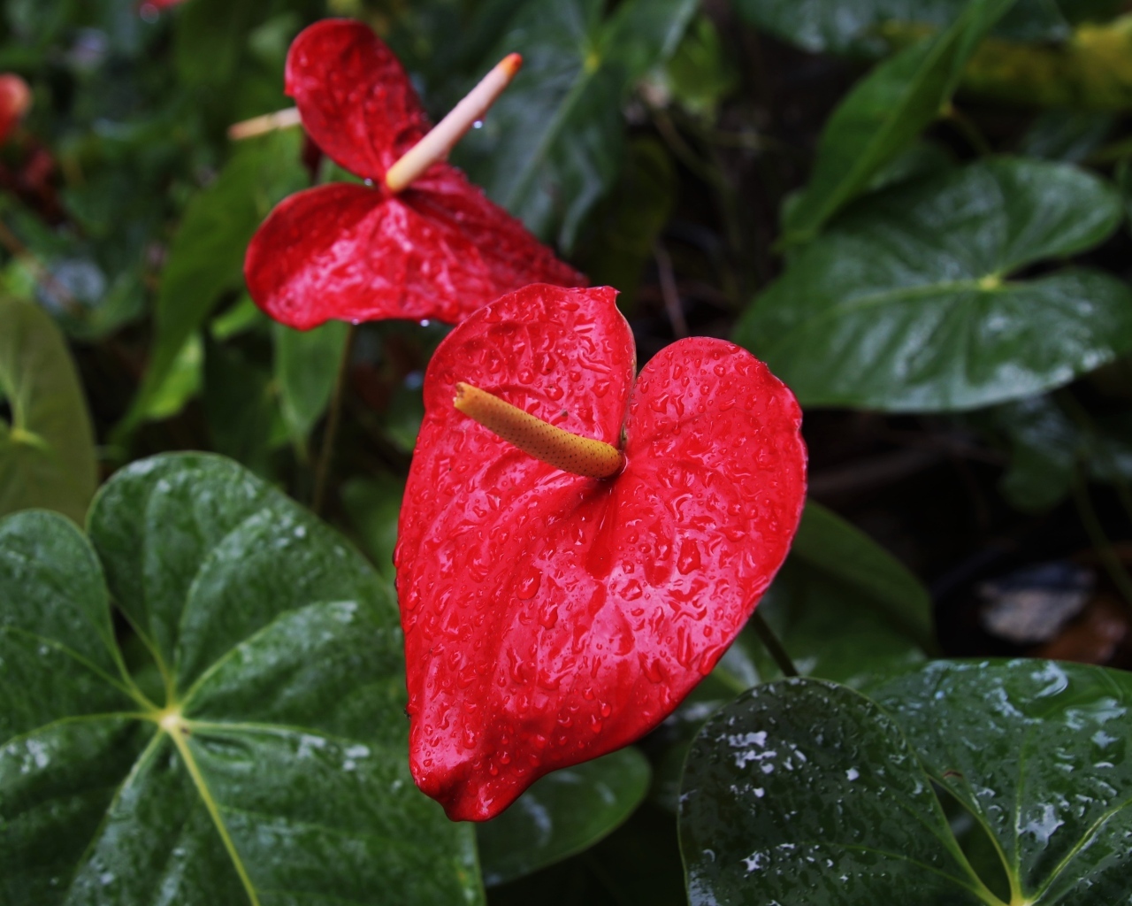 Красные цветы антуриум под дождем