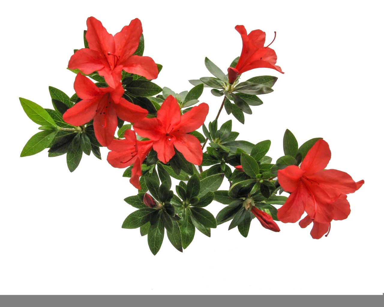 Красные цветы азалия на белом фоне
