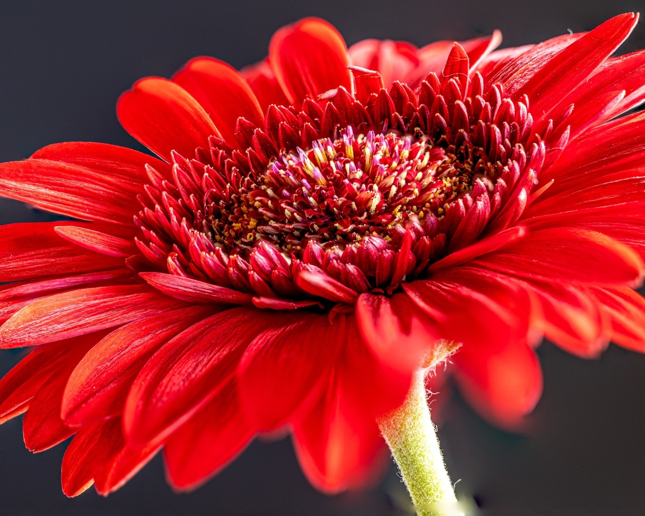 Красный красивый цветок герберы крупным планом