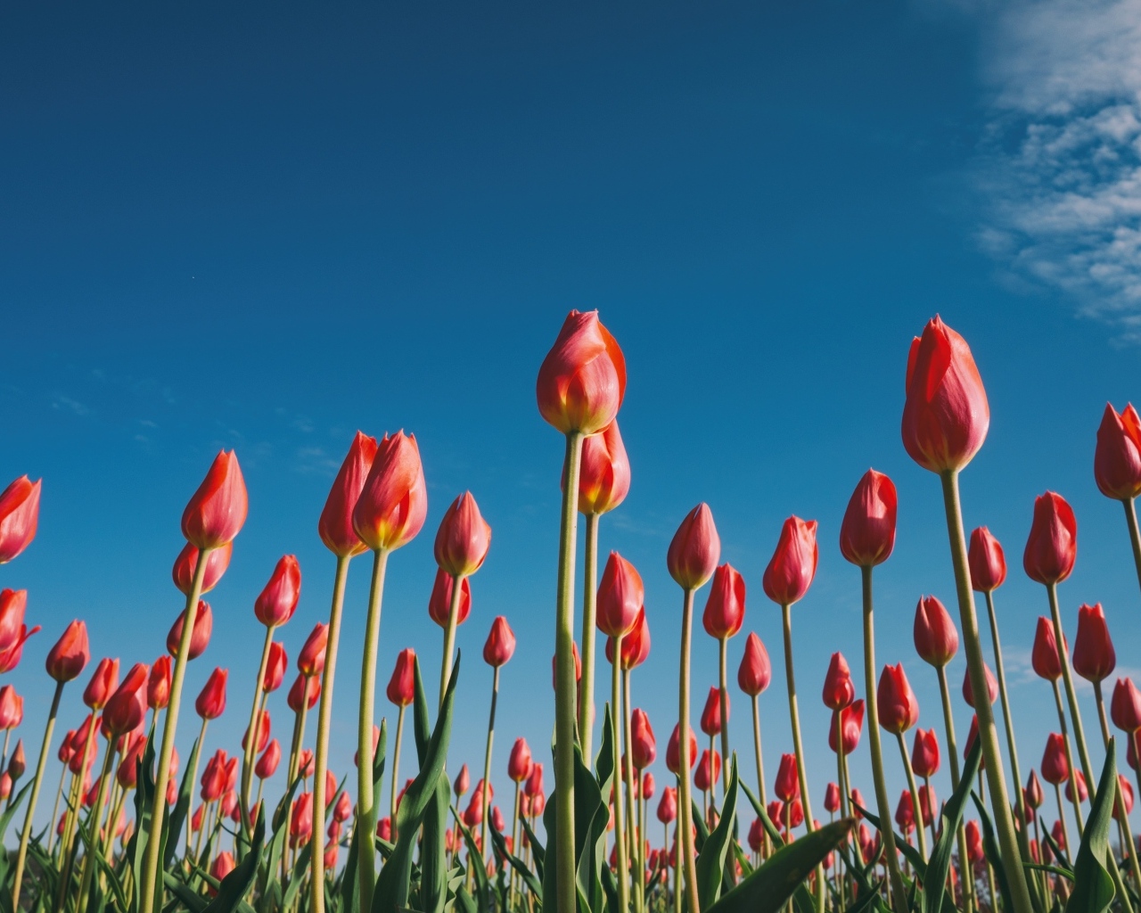 Красные красивые тюльпаны под голубым небом 