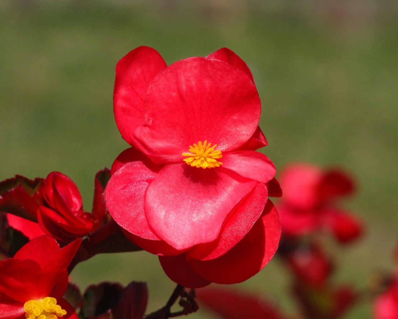 Красные цветы бегонии крупным планом