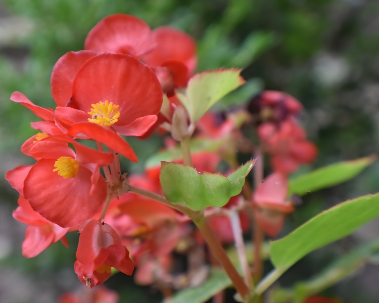 Красные цветы бегонии с зелеными листьями