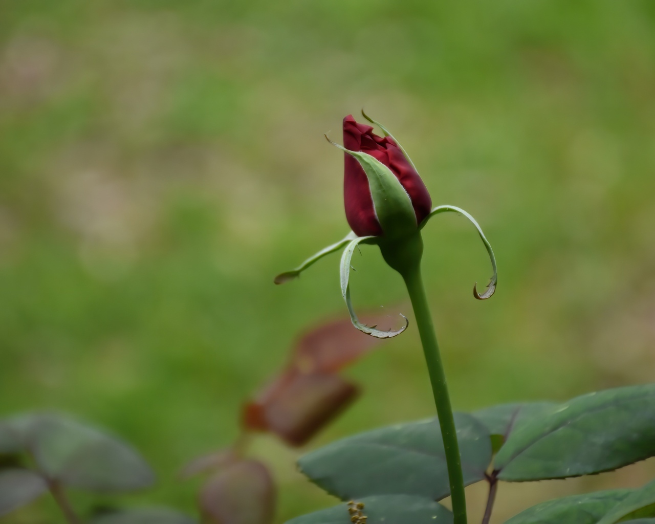 Красный бутон распускающейся розы с зелеными листьями